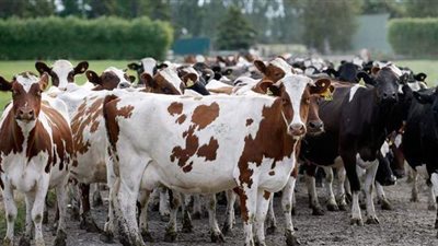 مواشي ترفض الذبح في عيد الأضحى..  هروب جمل من  مدبح.. خروف يقفز من الدور السادس.. وإبلاغ الشرطة عن عجل 