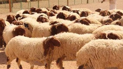 الزراعة: ذبح 100 ألف رأس ماشية خلال شهر في مجازر القاهرة.. وذبح الأضاحي مجانا في العيد