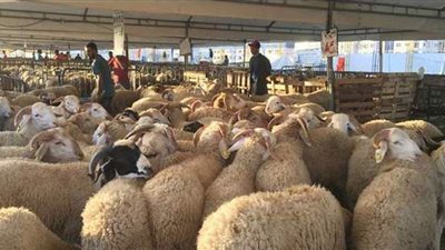 غضب في الأسواق المغربية بسبب ارتفاع أسعار الأضاحي | فيديو