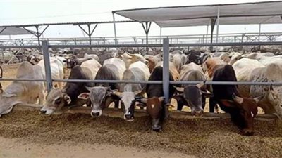 الأوقاف: بدء ذبح أضاحي الصكوك عقب صلاة العيد مباشرة