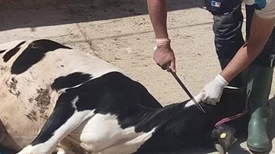 مظاهر احتفال المصريين بعيد الأضحى.. أداء صلاة العيد في مسجد الفتاح العليم ومستشفى العجمي.. وذبح الأضاحي بالشوارع 