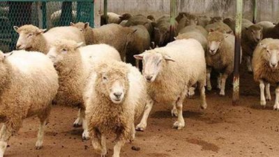 قطيع من الخراف التائهة يتجول في موسكو | فيديو