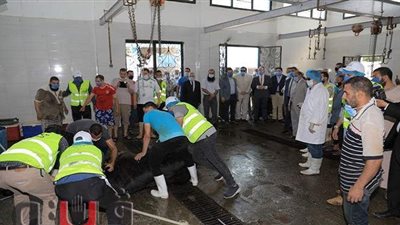 280 رأس ماشية.. محافظ بني سويف يشهد ذبح الأضاحي بإهناسيا | صور