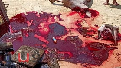 بعد رصد مخلفات الذبائح في الشوارع.. صحة الشرقية:  تنقل الأمراض للمواطنين | صور