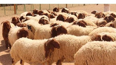 الزراعة: ذبح 6 آلاف أضحية مجانا للمواطنين بالمجازر صباح أول أيام عيد الأضحى المبارك