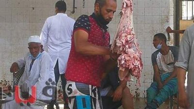 أطفال قنا يشاركون ذويهم نحر الأضاحي بالمجازر | صور