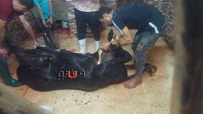 الأهالي يهربون من عقوبة  ذبح  الأضاحي في الشوارع إلى داخل منازلهم   | صور