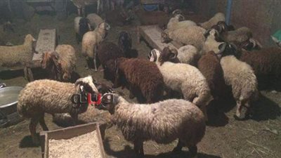 تجار يحولون منازلهم لتربية الأضاحي بسبب كورونا |صور