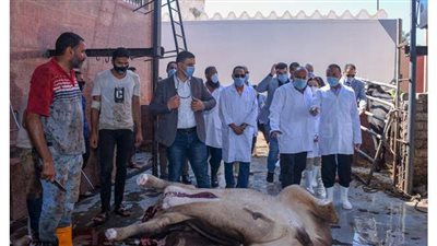 محافظ الإسكندرية يتفقد المجزر الآلي بأبوقير لمتابعة إجراءات ذبح الأضاحي