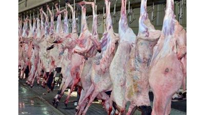 ١٩ مجزراُ كفر الشيخ يستقبل 468 من أضاحي الأهالي لذبحها مجانا