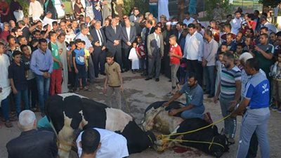 مجازر الوادي الجديد تستقبل 296 أضحية في ثالث أيام عيد الأضحي