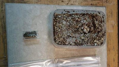 إحباط محاولة تهريب بذور مخدرات وكتيب زراعتها بمطار القاهرة | صور