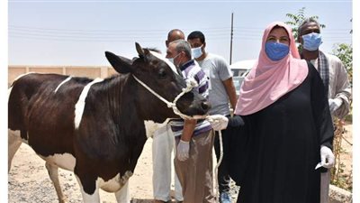 ذبح 3500 أضحية مجانا في ثالث أيام عيد الأضحى