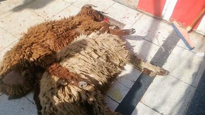 ذبحت أمام عينيه.. لحظة احتضان خروف لشقيقته | فيديو