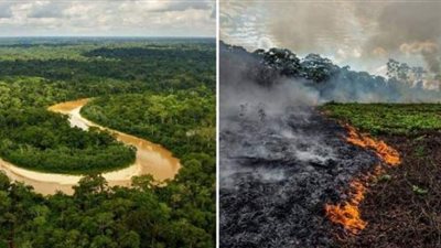 رقم قياسي.. غابات الأمازون تسجل أكثر من 6800 حريق  خلال شهر