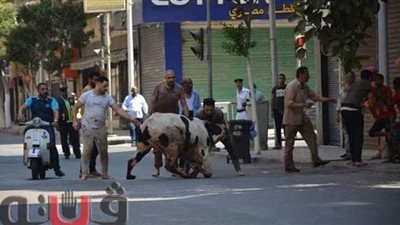 حكاية هروب عجل من الجزارين بشوارع وسط القاهرة | صور