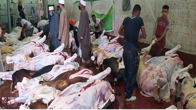 الأوقاف: استمرار تجهيز لحوم الأضاحي في رابع أيام عيد الأضحى