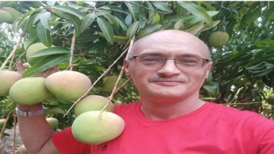 بدون رش أو تلوين..تعرف على كيفية اختيار المانجو الناضجة بشكل طبيعي