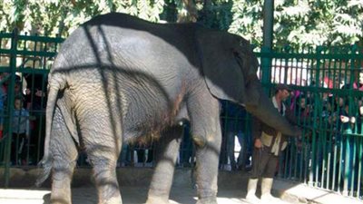 محمد رجائي: إعادة فتح حديقة الحيوان بالجيزة عقب العيد