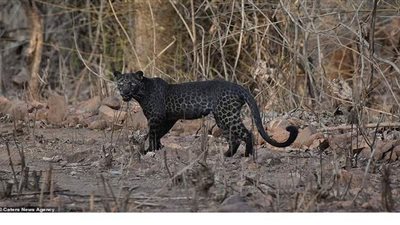 طالب هندي يصور بالصدفة نمرا نادرا على وجه الأرض