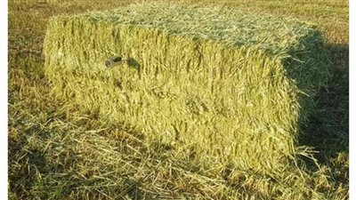 تعرف على أكبر 10 دول تستورد منها مصر أعلاف الحيوانات