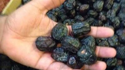 المركز القومي للبحوث: تمر العجوة ثمرة عالية القيم الغذائية والدوائية