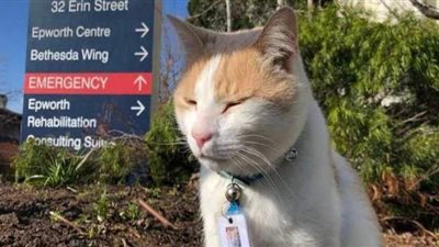 مستشفى كندي يعين قطا في وظيفة حارس الأمن| صور