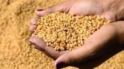 مصادرة 722 طن قمح تحتوي على حشرات في 