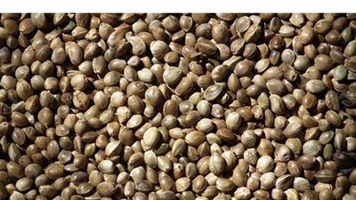 العقوبة المتوقعة على راكب أجنبي حاول تهريب بذور مخدرات في المطار