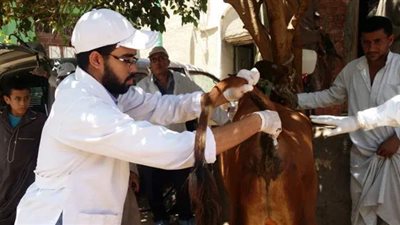 حملات لتحصين الماشية ضد مرض الجلد العقدى في الوادى الجديد