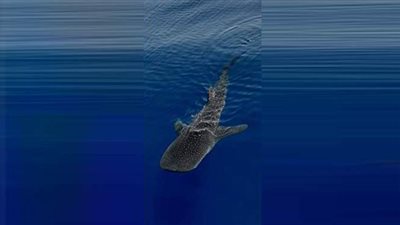 بعد معاودة ظهوره في الغردقة.. 7 معلومات لا تعرفها عن القرش الحوتي | صور