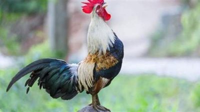 بسبب صياحه الباكر .. ديك يغرم صاحبه 166 يورو في إيطاليا