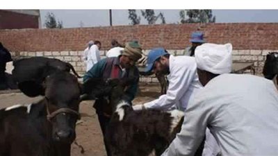 علاج وتحصين ٦ آلاف رأس ماشية في قوافل بيطرية بالبحيرة