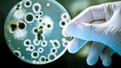 حسن الجمال: فطريات المخازن تشكل خطرا أكبر على صحة الإنسان من المبيدات