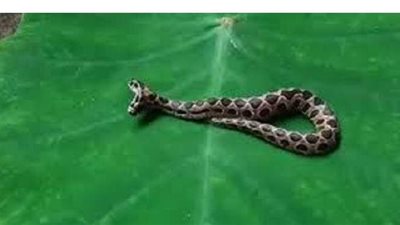 العثور على أفعى سامة نادرة ذات رأسين في الهند