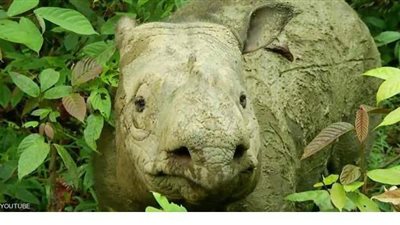 بعد انقراضه.. هل تحيي الخلايا الجذعية وحيد القرن الماليزي؟