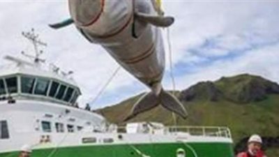 حوتان يستعيدان حريتهما بعد احتجازهما لمدة 9 سنوات في الصين