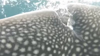 بالفيديو والصور.. غواص ينقذ قرشا من فخ بيديه العاريتين