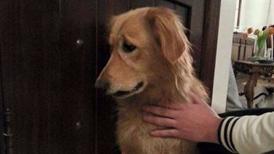 كلب تائه يثير ضجة عبر فيس بوك