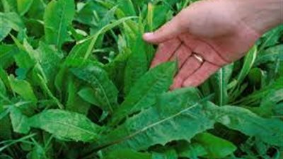 «دراسة فيتو كيميائية لنبات اللبينة» رسالة ماجستير بجامعة حلوان