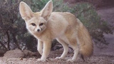 «البيئة» تطلق سراح «ثعلب الفنك» بمحمية العميد في مطروح