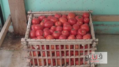 تراجع أسعار الخضراوات اليوم.. والطماطم بـ6 جنيهات في الجيزة