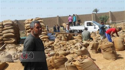 خبير يكشف آليات الحد من إهدار 4 مليارات جنيه في فاقد القمح سنويا