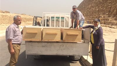 بالصور.. المتحف الكبير يستقبل ٦٠ قطعة من أخشاب مركب الملك خوفو