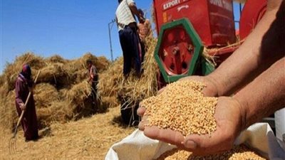 وليد دياب يكشف لغز عدم صرف «التموين» القمح لمطاحن 72%