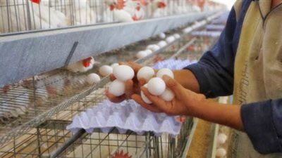 الرقابة الروسية تحظر استيراد الدواجن والبيض من الدول الأوروبية