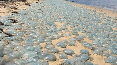 بالفيديو والصور.. قناديل البحر تغزو شاطئا أستراليا