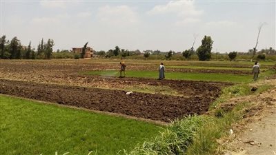 بالصور.. إزالة 12 مشتل أرز مخالف بشبين القناطر في القليوبية