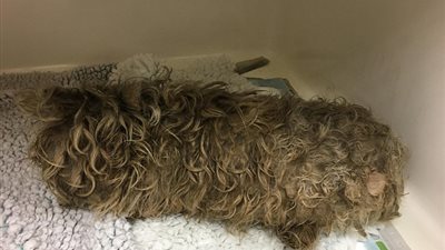 بالصور.. إنقاذ كلب بعد تحوله إلى «ممسحة»