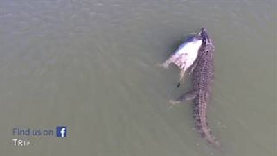 بالفيديو.. مشهد مروع لتمساح يسحب بقرة ضخمة بفكيه